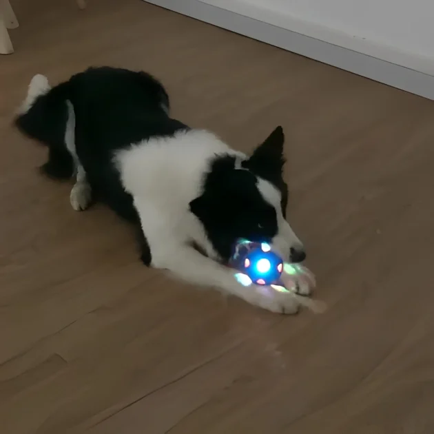 Glowing & Squeaking Anemone - shaped Cat Toy Ball - Double - layer Design, Food - hiding, Safe Rubber Material - Image 3