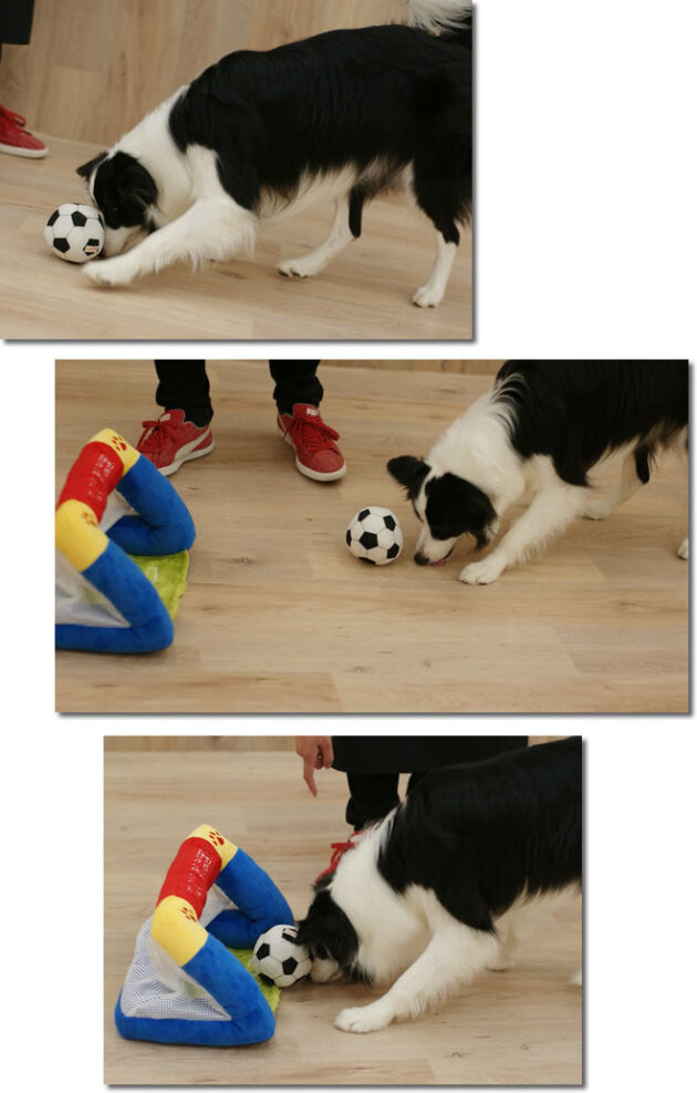 Soccer Goal Set for Pets - Image 4